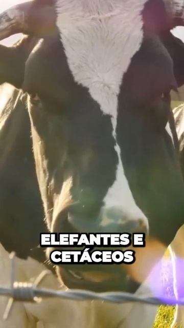 Cobras voadoras: O comportamento insano que você não sabia existir смотреть онлайн