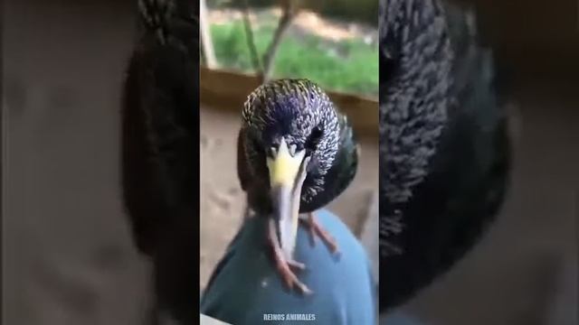 кушлар сайраши