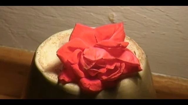 Shrinking rose time lapse смотреть онлайн