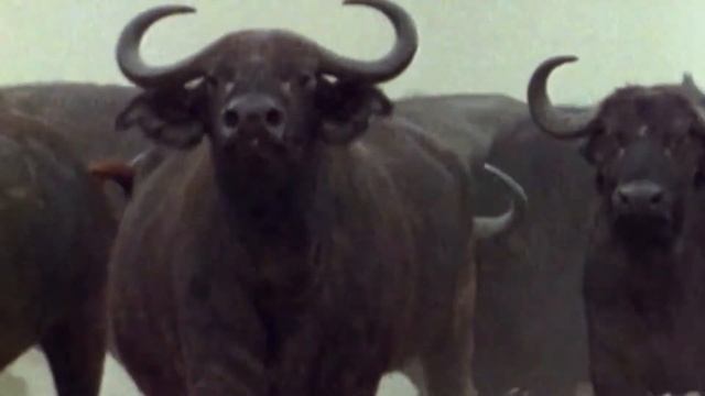 Walking with Dinosaurs [1999] - Cape Buffalo Screen Time смотреть онлайн