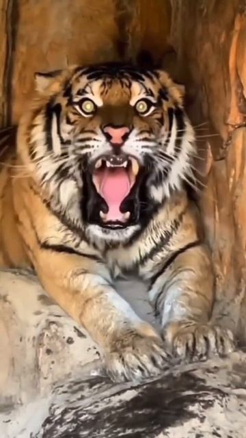 Tiger #tiger #photography смотреть онлайн