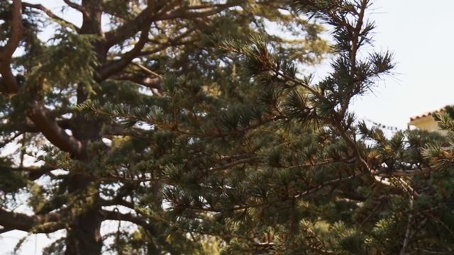 What Tree is That with Bill Spiewak - Deodar Cedar смотреть онлайн