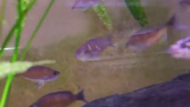 Cyprichromis zonatus Chituta Zebra.avi смотреть онлайн