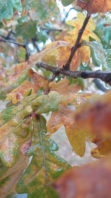 «Смотрите на природу с сердцем, и она откроет вам свою истинную красоту». Японская цитата