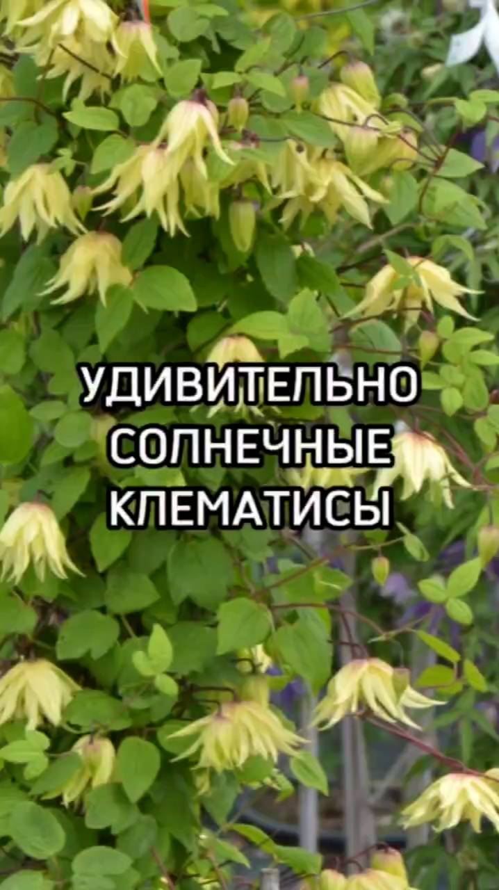 Три невероятных сорта клематиса!