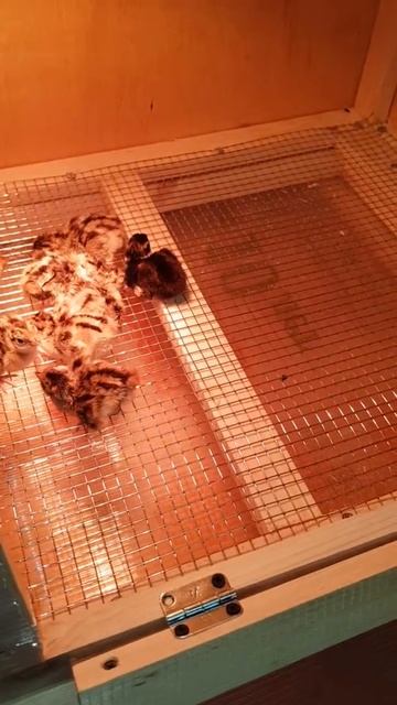 Фазан House смотреть онлайн