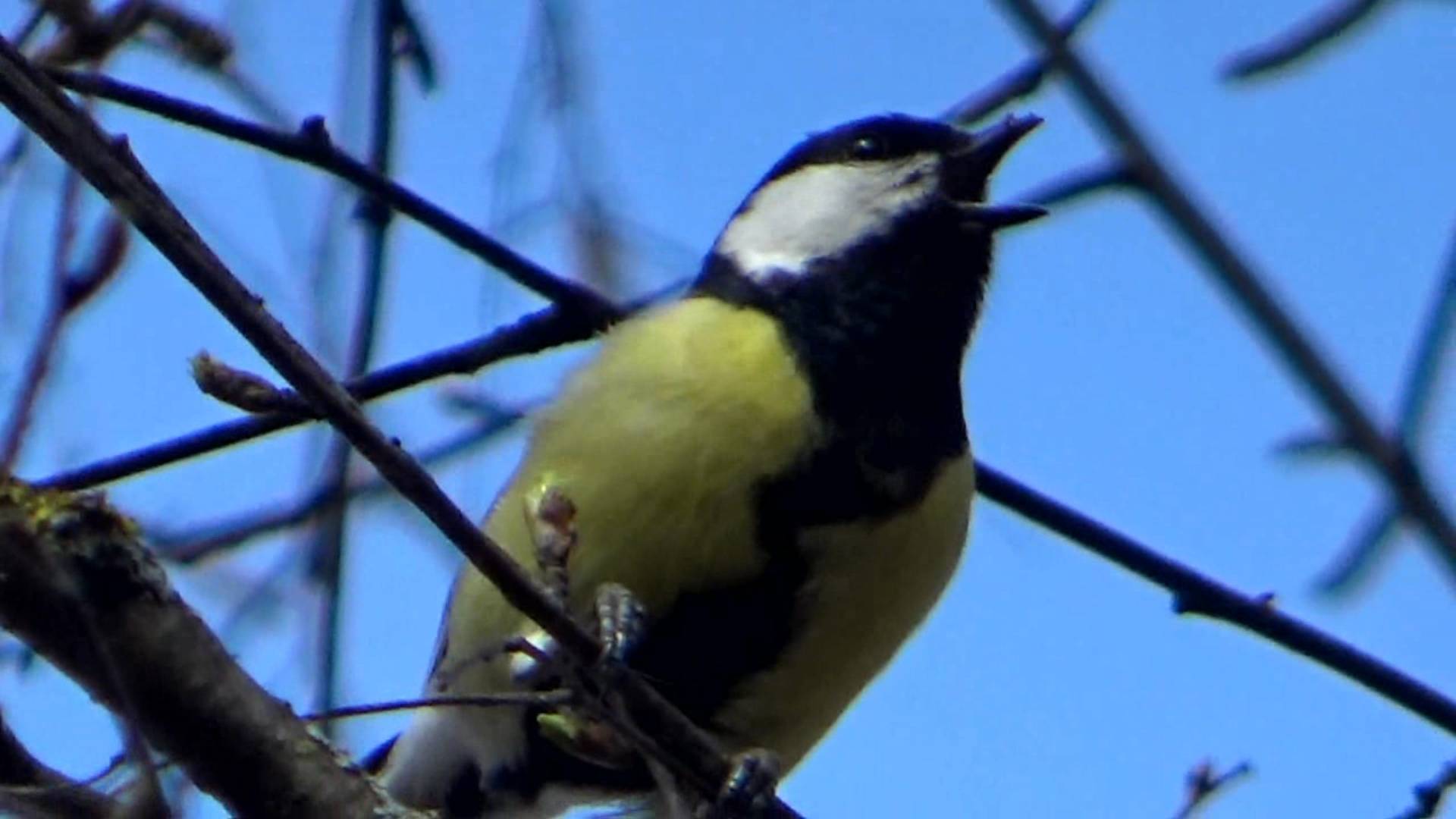 Синица смотреть онлайн