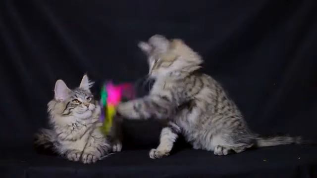 Flora KliverAC & Francesca KliverAC смотреть онлайн