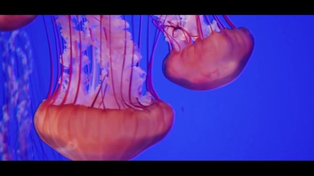 Древние существа - МЕДУЗЫ. Урок для детей смотреть онлайн