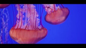 Древние существа - МЕДУЗЫ. Урок для детей