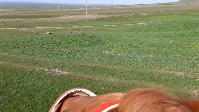 Бараны гемпшир и суффольк. смотреть онлайн