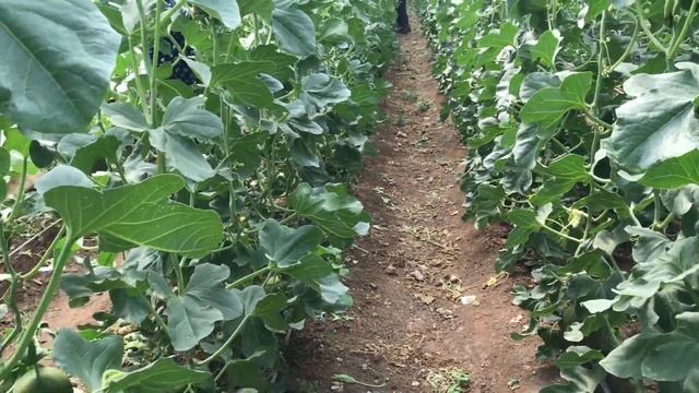 KAVUNDA MEYVE TUTUMU / FRUIT SET IN MELON смотреть онлайн