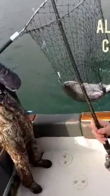 Giant Spring King Salmon #lakeontario #kingsalmon #fishingvideo #freespirit