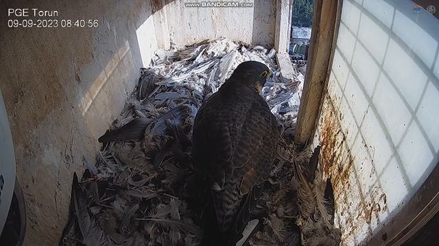 Sokół wędrowny PGE Toruń09-09-2023, para przyleciała razem, ona odleciała po ponad godzinnym pobyci смотреть онлайн