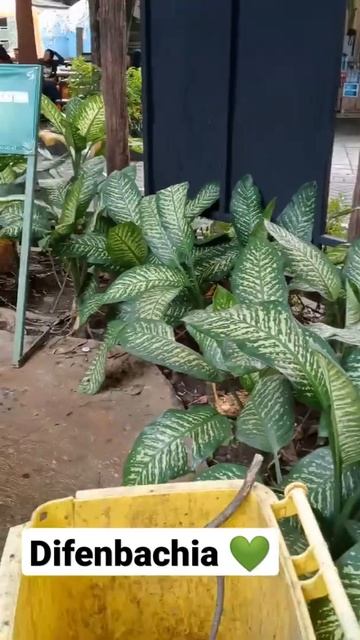 Dieffenbachia Seguine #dieffenbachia #srirejeki #plants #shorts смотреть онлайн