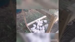 Бюджетный выгул для цыплят от жары. Дёшево и сердито.