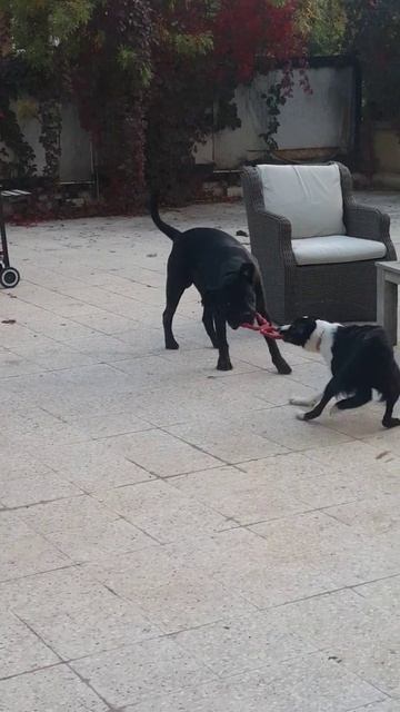 Cane Corso & Border Collie
