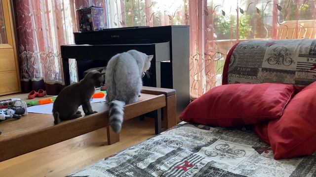 Котенок бурма и британская шиншилла: игра :: Burma Kitten und BKH chinchilla: Spiel смотреть онлайн