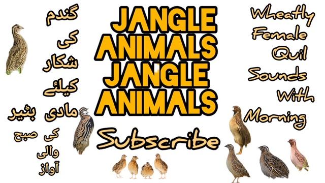 MAHOK Madi Batair ki awaz suba ke liye Female quail sounds Wheatley Hunting مادی بٹیر کی آواز смотреть онлайн