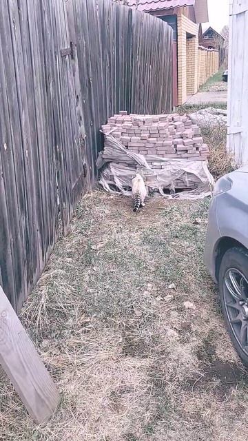 #коты гуляют 🌚