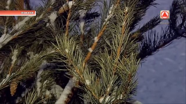 Ёлочные базары в Покачах. смотреть онлайн