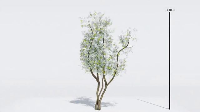 Amelanchier lamarcki small смотреть онлайн