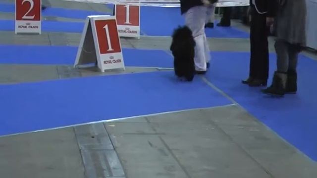 Хрустальный Кубок 2015 малый из Сум смотреть онлайн