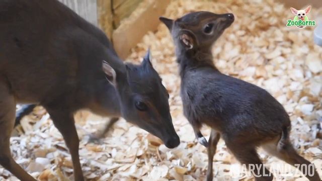 Zooming To Catch Up With Marigold, The Baby Blue Duiker