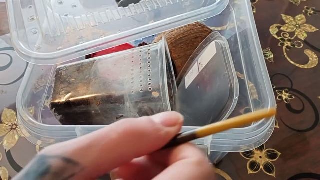 Пересаживаю poecilotheria regalis. Опасный древесник! смотреть онлайн