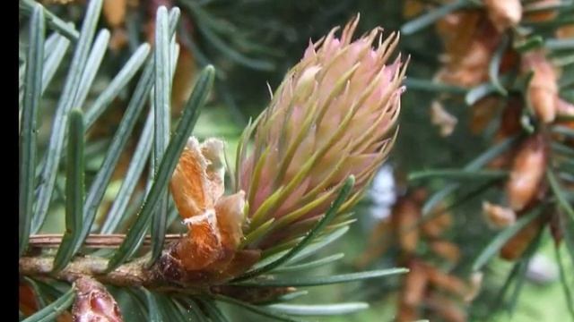 Pseudotsuga menziesii смотреть онлайн