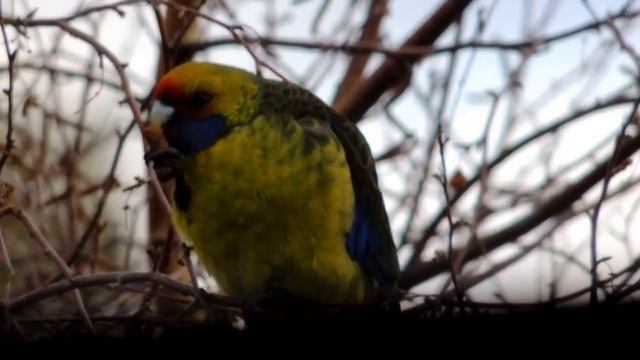 Green Rosella Eating Catkins