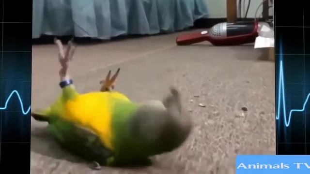 Смешные животные  октябырь 2016  Fun With Animals котики СМОТРЕТЬ ВСЕМ THE BEST