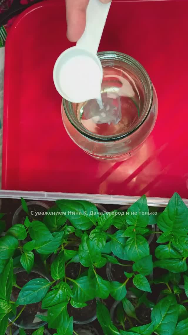 Народная подкормка для любой рассады #огород #подкормкарассады #рассада #дача #нинакдачаогород