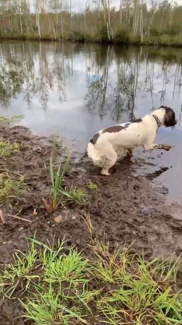 Incredible Dog Skills: Watch a Springer Spaniel Retrieve a Duck Decoy! смотреть онлайн