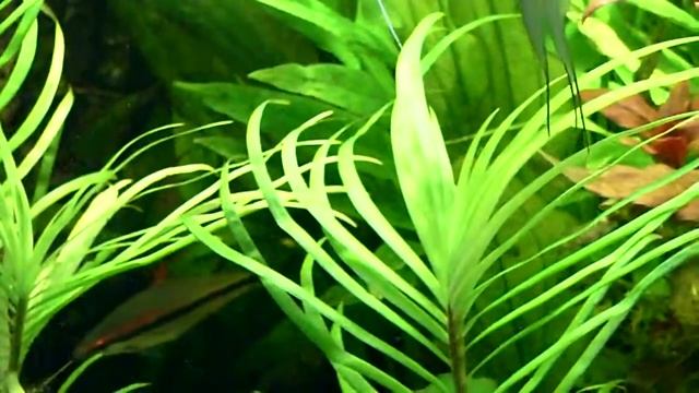 apistogramma смотреть онлайн