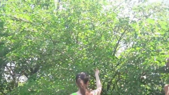 Шелковица или тутовое дерево. Как выглядит и польза для здоровья. смотреть онлайн