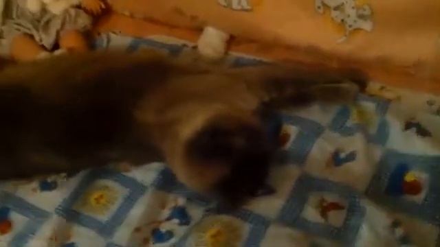Котэ детская кроватка пришлась по вкусу смотреть онлайн