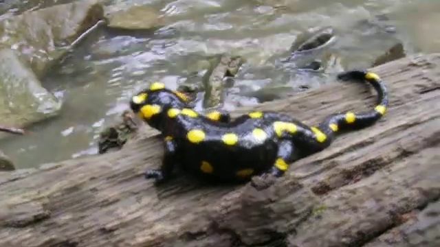 Salamandra salamandra смотреть онлайн