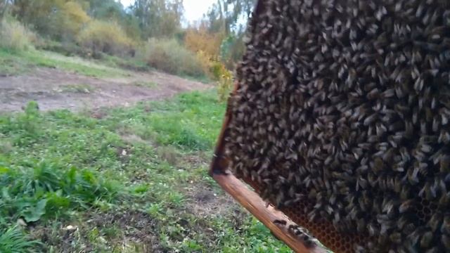 Проверяю готовность августовских отводков к зимовке. 2019-10-01 смотреть онлайн
