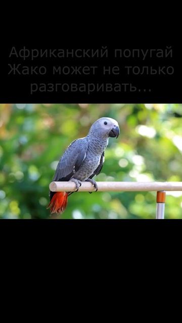 #попугай Жако#интересный факт#shorts смотреть онлайн