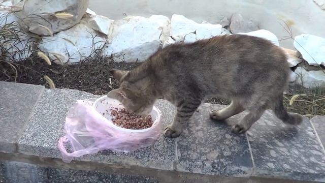 Бамбук на пляже у моря и кормление кошечки смотреть онлайн