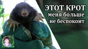 Я не могла прогнать крота много лет, пока не догадалась поместить в его ход это растение.