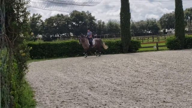 Little E & Jody trot canter смотреть онлайн