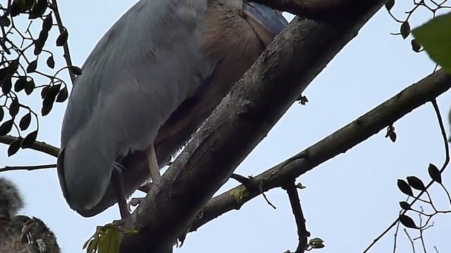 Cochlearius cochlearius (Boat-billed Heron - Garza pico de bote o Bujaja) babies and mother Video 0 смотреть онлайн