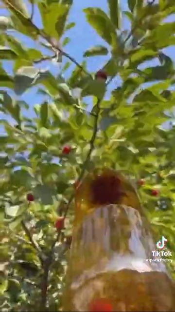 сбор вишни, черешни