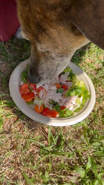 Chef salad with EVOO, ACV, turkey breast, lettuce, tomatoes & carrots. #rescuedogs #ccokforyourdog смотреть онлайн