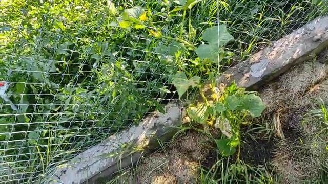 Секрет хорошего урожая огурцов смотреть онлайн