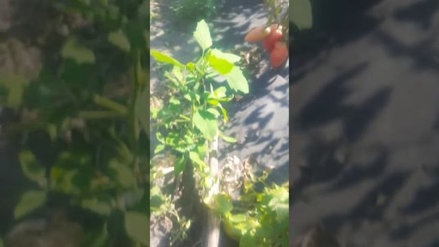 томат Корейський довгоплідний 🇺🇦