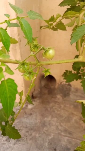 our garden cherry tomato flower 🌺🌺🌻🌻🌷🌷 смотреть онлайн