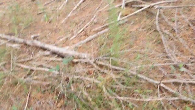 кошка и рыжики смотреть онлайн